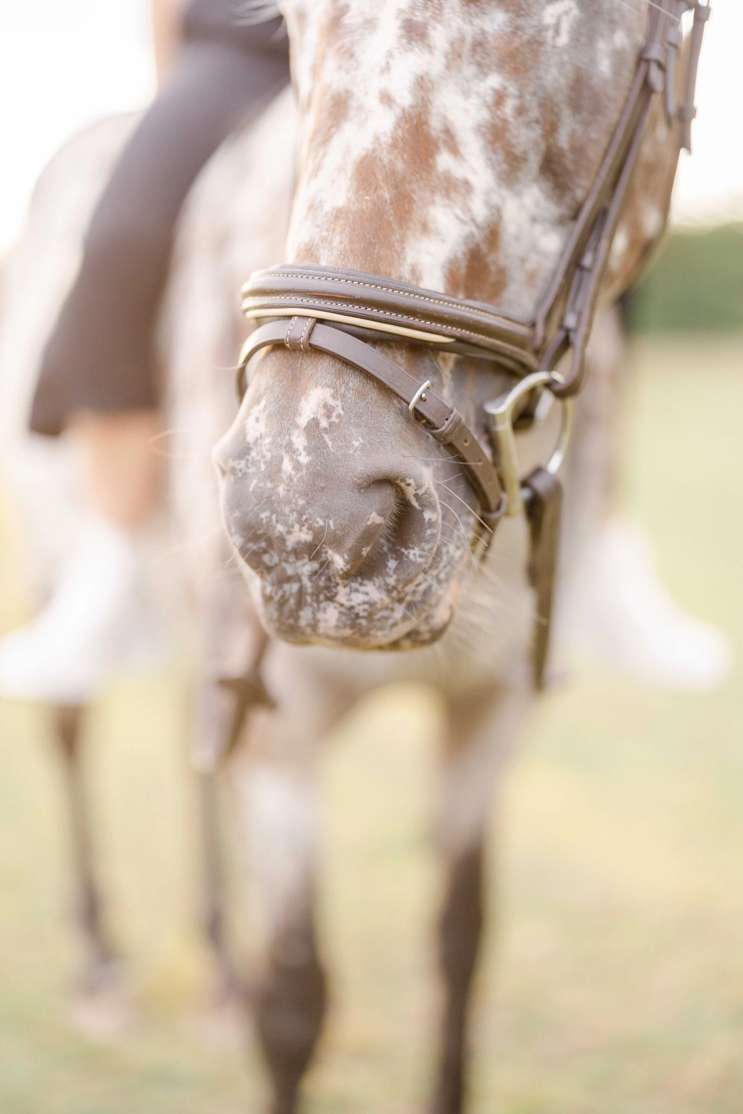 cheval bride gris animal extérieur